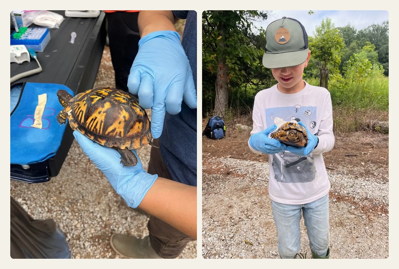 Two photos side by side: at left an Eastern box turtle held in blue nitrile gloves beside the tailgate, its orange and black shell in full view; at right Lewis in blue nitrile gloves holding a box turtle in both hands, grinning down at it